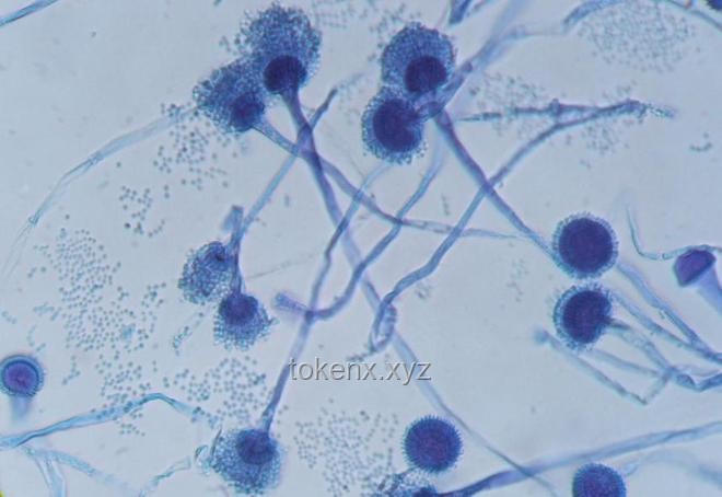 网络热传生物鉴定54引领科普新风尚，未来趋势深度剖析